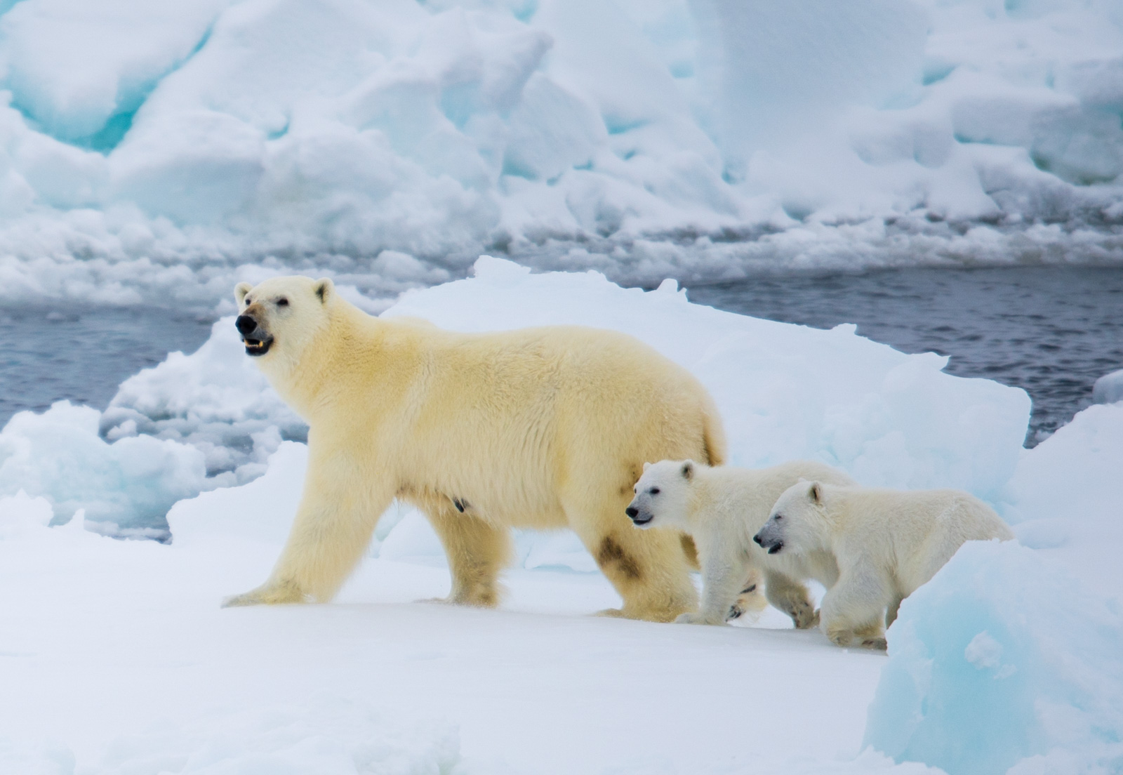 Медведи живут на севере. Белый медведь Северный полюс. Северный Ледовитый океан белый медведь. Северный полюс медведи на льдине. Белые медведи в Антарктиде.